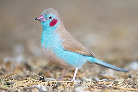cordon-bleu: one of two species of passerine birds in the genus Uraeginthus