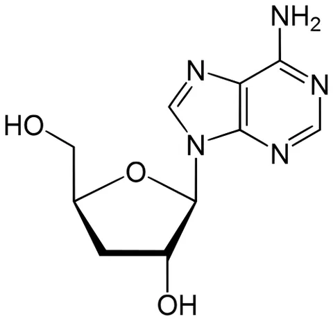 cordycepin: a deoxy form of adenosine