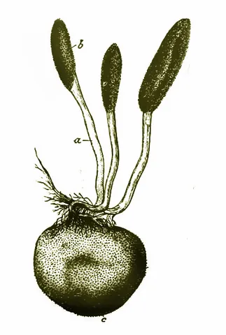 cordyceps: any of the fungi of the genus Cordyceps, a genus of endoparasitoid sac fungi