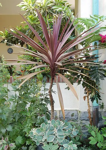 cordyline: any member of the genus Cordyline of woody monocotyledonous flowering plants, native to the western...