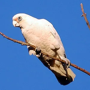 corella: any of several species of white cockatoo of the subgenus Licmetis within genus Cacatua