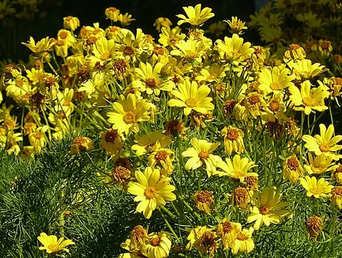 coreopsis: any of several composite herbs, of genus Coreopsis, typically with bright yellow flowers