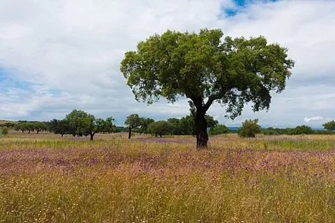 cork oak: a type of evergreen oak tree, Quercus suber, native to southwest Europe and northwest Africa, the...