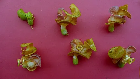 corkscrew flower: a plant of the species Cochliasanthus caracalla, often used as an ornamental