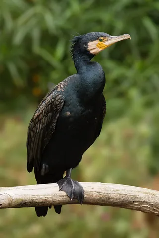 cormorant: any of various medium-large black seabirds of the family Phalacrocoracidae which dive into water...
