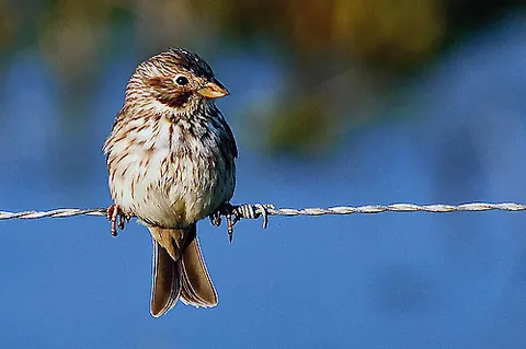 corn bunting: a passerine bird (Emberiza calandra, syn. Emberiza miliaria, Milaria calandra) whose male and...