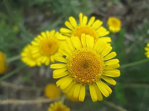 corn marigold: glebionis segetum (syn. Chrysanthemum segetum), a herbaceous perennial plant with bright yellow...