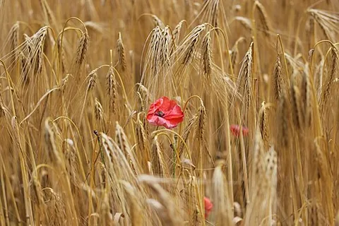 corn poppy: the common poppy (Papaver rhoeas), of Eurasia