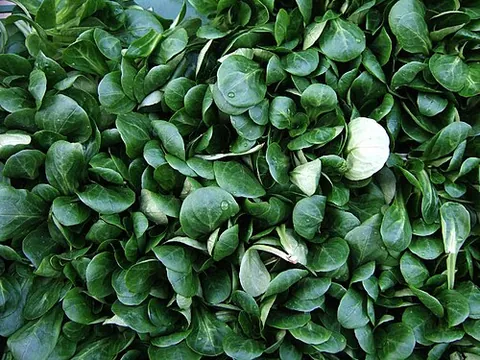 corn salad: any of the small plants in genus Valerianella, used in salads and as a herb, especially...