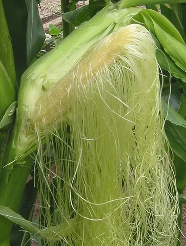 corn silk: the fine soft yellowish threads that are the stigmata of corn flowers, which are later enclosed...