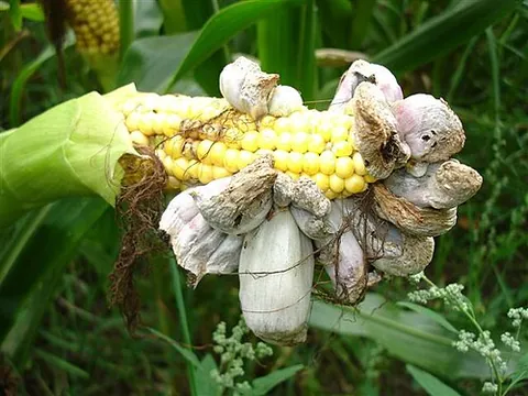 corn smut: a fungus that affects corn (maize), taxonomic name Mycosarcoma maydis, which induces tumors in the...