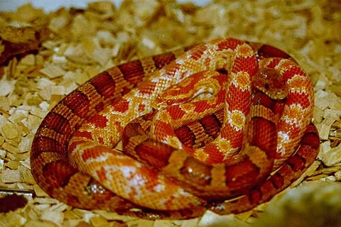 corn snake: a species of rat snake, Pantherophis guttatus (syn. Elaphe guttata)