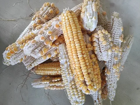 corncob: the central cylindrical core of an ear of corn (maize) on which the kernels are attached in rows
