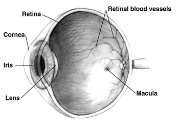 cornea: the transparent layer making up the outermost front part of the eye, covering the iris, pupil, and...