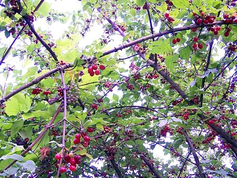 cornel: any tree or shrub of the dogwood subgenera, Cornus subg. Arctocrania (syn. Cornus subg....