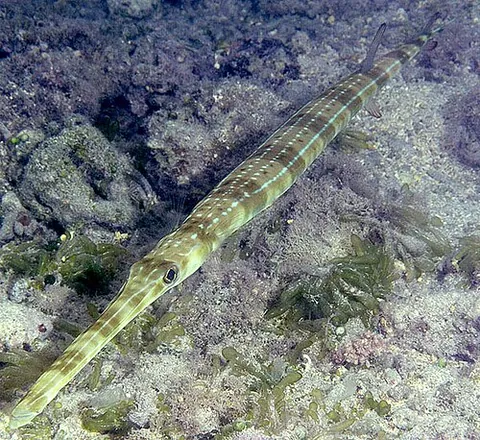 cornetfish: any of several slender, elongate tropical fish, of the family Fistulariidae, that live in shallow...