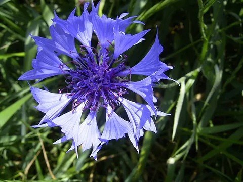 cornflower: a small annual plant in the family Asteraceae, Centaurea cyanus, usually with bushy blue flowers...