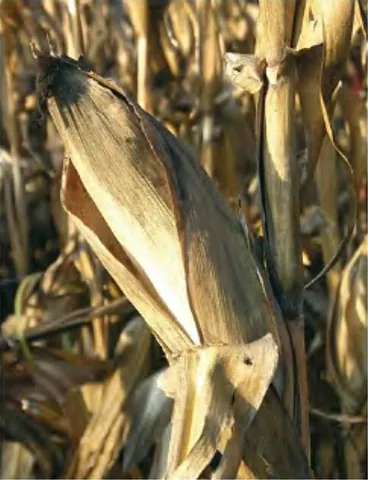cornhusk: the husk of an ear of corn (maize)