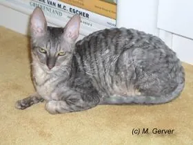cornish rex: a domestic cat of a medium-sized breed with short wavy hair, originating in Great Britain