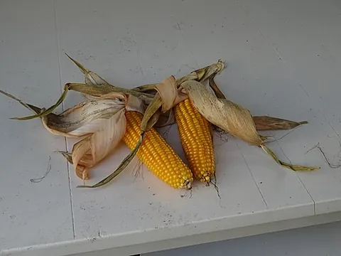 cornshuck: the husk covering an ear of corn