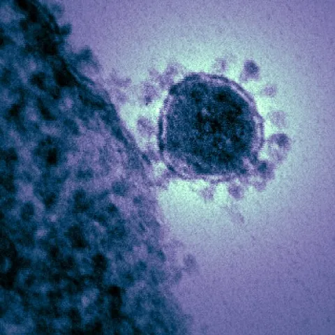 coronavirus: a member of the family Coronaviridae, comprising viruses which infect animals and human beings, and...