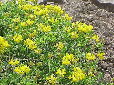 coronilla: any of the genus Coronilla of plants related to the clover, having their flowers arranged in little...