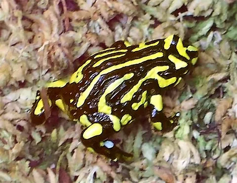 corroboree frog: a small, ground-dwelling frog: Pseudophryne corroboree (southern corroboree frog) or Pseudophryne...
