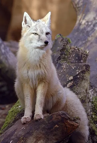 corsac fox: a medium-sized Asiatic fox, of species Vulpes corsac