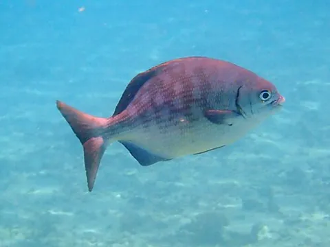 cortez sea chub: a sea chub of species Kyphosus elegans