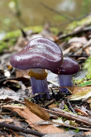 cortinar: a mushroom of the genus Cortinarius; webcap
