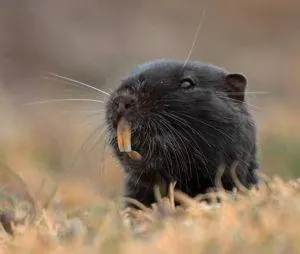 coruro: a species of rodent, Spalacopus cyanus, found in Chile