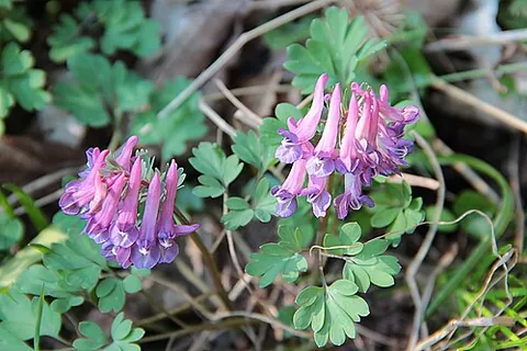 corydalis: any member of the genus Corydalis of annual and perennial herbaceous plants in the fumewort family