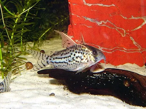 corydoras: any of the genus Corydoras of small freshwater tropical catfish often kept in aquariums