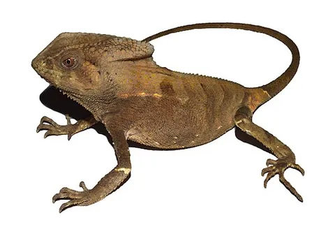 corytophanid: the () is a corytophanid