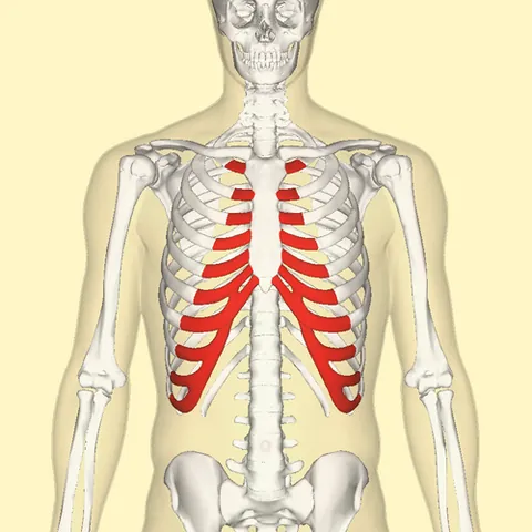 costal cartilage: one of the bars of hyaline cartilage, found at the anterior ends of the ribs, that serve to prolong...