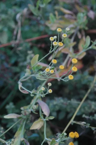 costmary: an aromatic plant (Tanacetum balsamita), once used to flavour ale (prior to use of hops); also used...