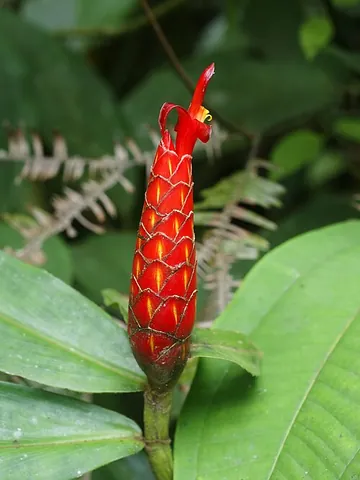 costus: a perennial tropical herbaceous plant of the genus Costus (family Costaceae)