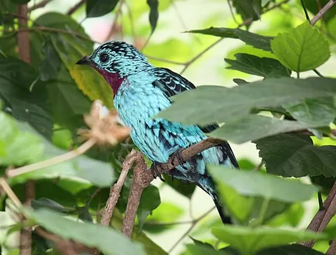 cotinga: any of the neotropical passerine birds of the family Cotingidae