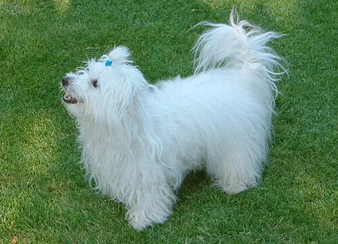 coton de tulear: a breed of small dog named for the city of Tuléar in Madagascar