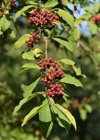 cotoneaster: any of several erect or creeping shrubs, of the genus Cotoneaster, that have pinkish flowers and...