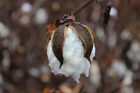 cotton boll: the round, fluffy clumps in which cotton forms and grows on a cotton plant