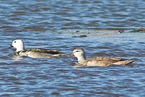 cotton pygmy goose: a small perching duck of species Nettapus coromandelianus, native to Asia and Australasia