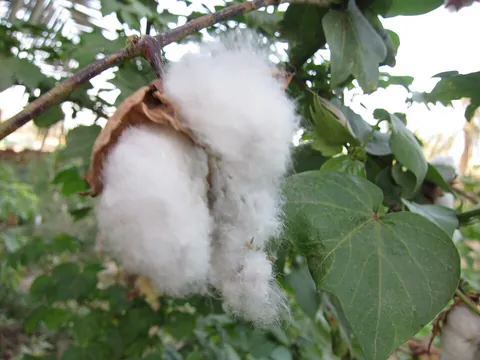 cotton: a soft, fibrous, usually white substance consisting of fine hairs, especially the substance around...