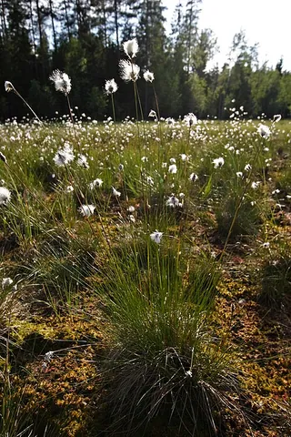 cottongrass: various species of plants of genus Eriophorum in the sedge family
