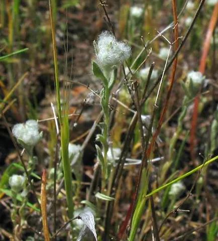 cottonseed: seed of the cotton plant