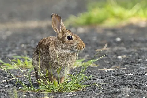 cottontail: a rabbit of any of various species in genus Sylvilagus