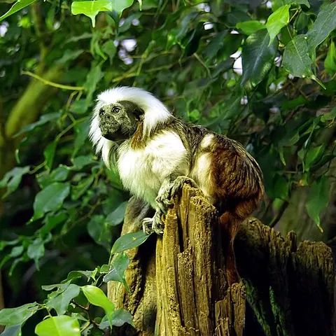 cottontop tamarin: a small New World monkey with a long crest, white hairs from forehead to nape flowing over the...