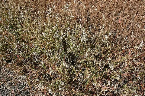 cottonweed: especially such plants of the genus Froelichia