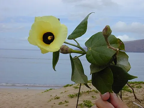 cottonwood hibiscus: a common coastal plant, of species Talipariti tiliaceum, native to south and southeast Asia,...