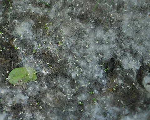cottonwood: a tree from one of number of species of tree in the genus Populus (poplars), typically growing...